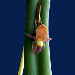 Pleurothallis portillae species