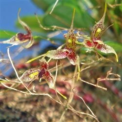 Pleurothallis schudelii species