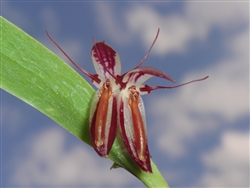 Pleurothallis talpinarioides