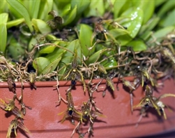 Pleurothallis trifurcata species