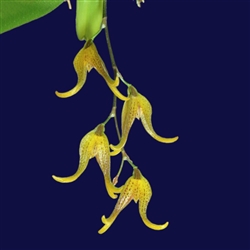 Pleurothallis tripterantha