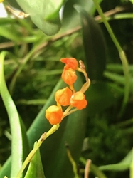 Pleurothallis truncata