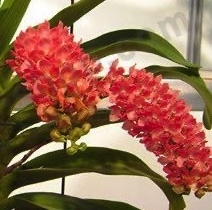 Rhynchostylis gigantea v. peach