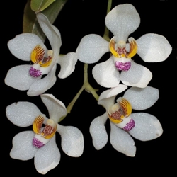 Sarcochilus falcatus