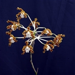 Schomburgkia crispa species