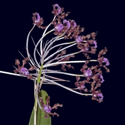 Myrmecophila rosea