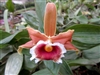 Sobralia atropubescens