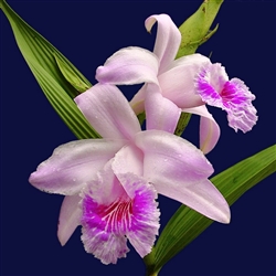 Sobralia rosea