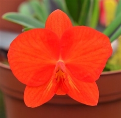 Sophronitis coccinea round form