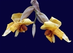 Stanhopea connata