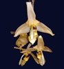 Stanhopea gibbosa