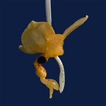 Stanhopea nigripes