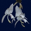 Stanhopea candida