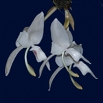 Stanhopea candida