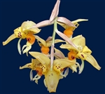 Stanhopea embreei orange