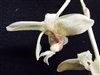 Stanhopea florida