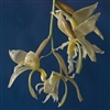 Stanhopea panamensis species