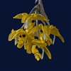 Stanhopea stevensonii species