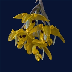 Stanhopea stevensonii species