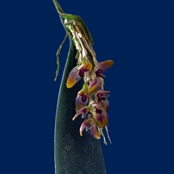 Trichosalpinx berlineri