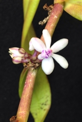 Trichoglottis rosea