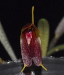 Trisetella triglochin v. short tails species