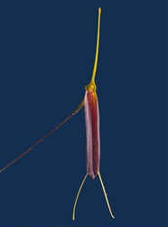 Trisetella scobina species
