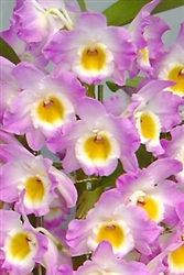 Nobile Dendrobium Angel Moon 'Love Letter'