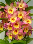 Dendrobium Nobile