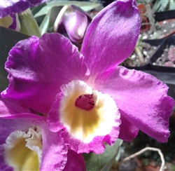 Nobile Dendrobium Bridal Red 'Lady Luck'