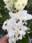 Dendrobium Cute Dress 'My Boy'