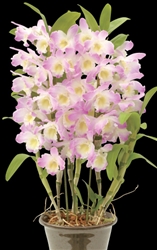 Dendrobium Joyful Day 'Joyful Day'