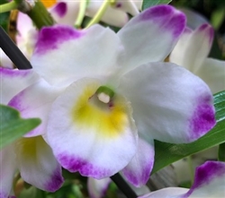 Nobile Dendrobium Line Dance 'Minuet'