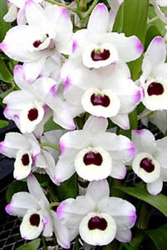 Dendrobium Nobile