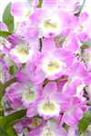 Dendrobium Nobile