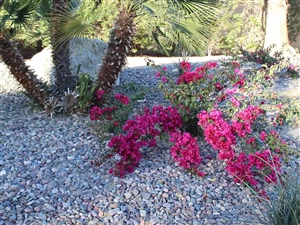 Arizona River Rock 3/4" - 1-1/2" - Landscape Rock