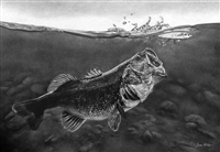 Bass Attack - Large Mouth Bass - White Charcoal on Black Paper Original by James Hitchins