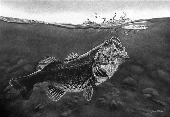 Bass Attack - Large Mouth Bass - White Charcoal on Black Paper Original by James Hitchins
