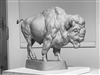 Bison - Prairie Denizon, Bison Bulle Bronze Sculpture - Edition Limited to 30