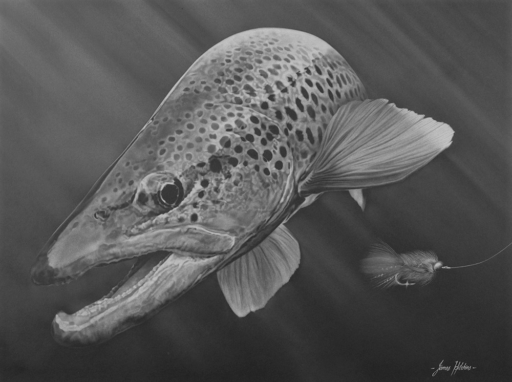 Bugger That! - Trout - White Charcoal on Black Paper Original by James Hitchins