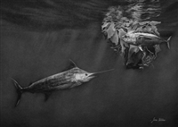 Hide & Seek - Yellowfin Tuna and Blue Marlin  White Charcoal on Black Paper Original by James Hitchins