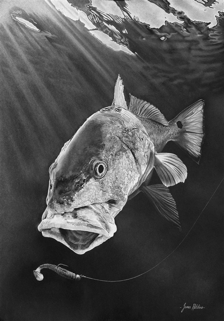 Redfish - White Charcoal on Black Paper Original by James Hitchins
