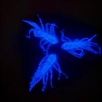 Glow Stick Blue Ice Spider