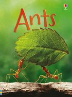 Ants (Beginners)
