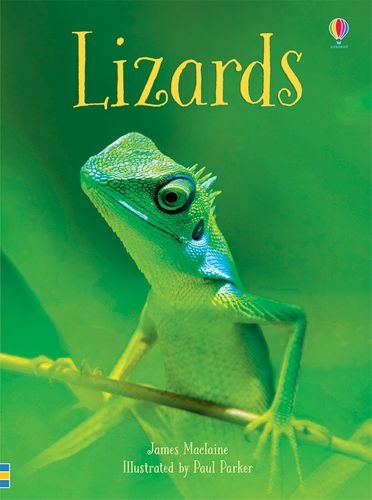 Lizards (Beginners)