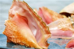 Conch