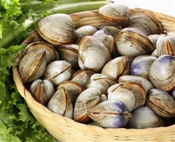 Littleneck Clams