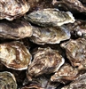 Oysters in the Shell