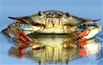 Crab, Soft Shell - 4 crabs