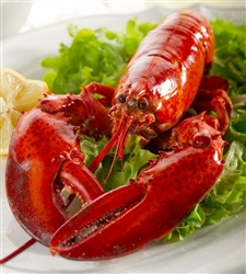 Live 1.5 lb Maine Lobster